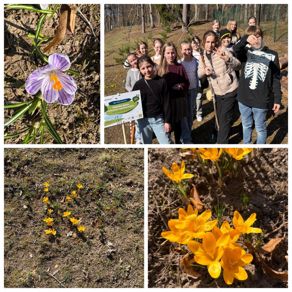 Projekta “Ielaid skolā dabu!” attēlu kolāža